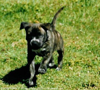 Photo d'American staffordshire terrier