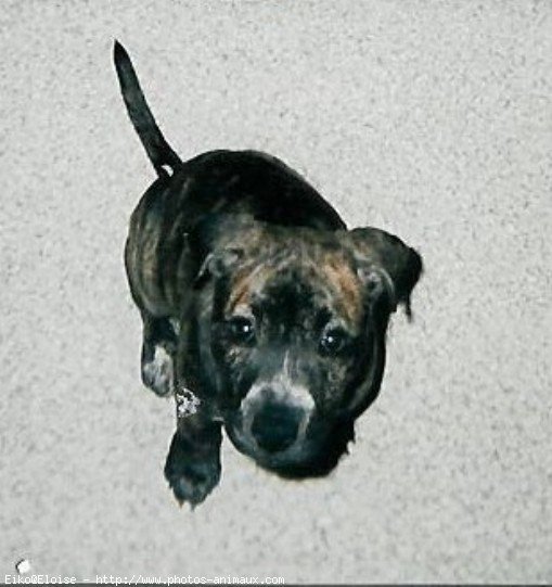 Photo d'American staffordshire terrier