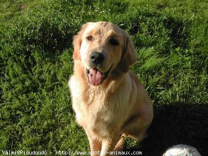 Photo de Golden retriever