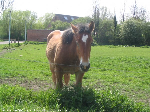 Photo de Races diffrentes