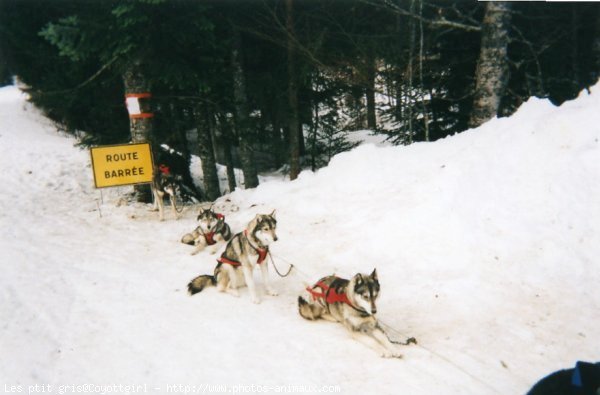 Photo de Husky siberien