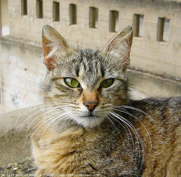 Photo de Chat domestique