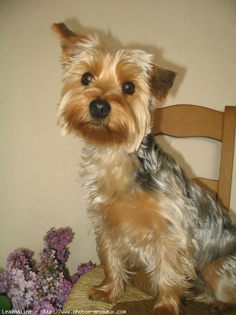 Photo de Yorkshire terrier