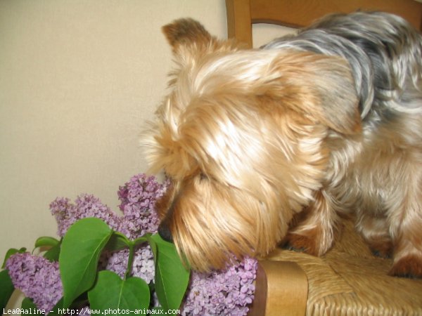 Photo de Yorkshire terrier