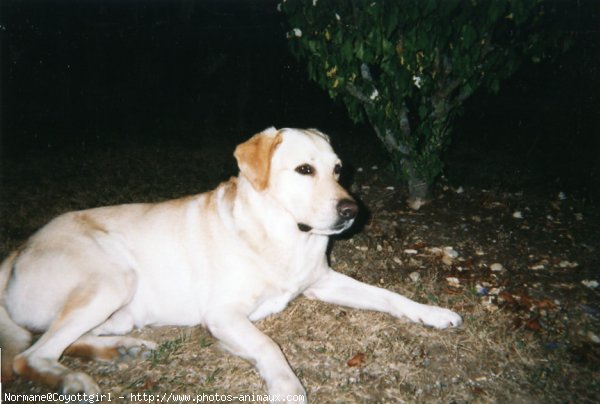 Photo de Labrador retriever