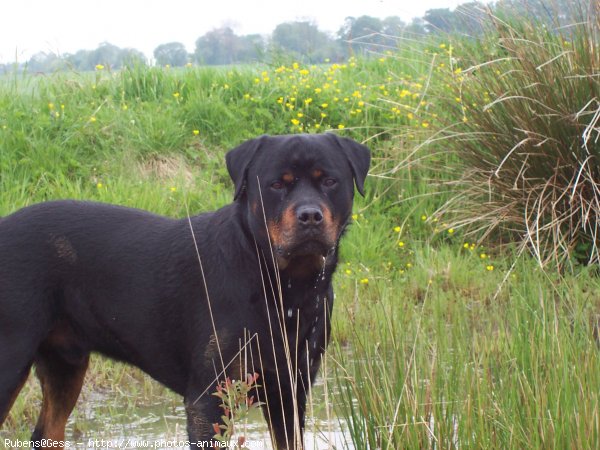 Photo de Rottweiler