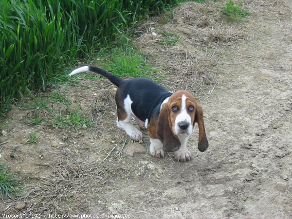 Photo de Basset hound