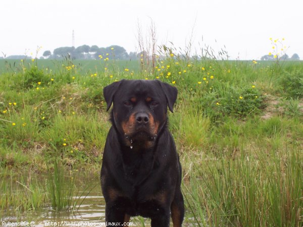 Photo de Rottweiler