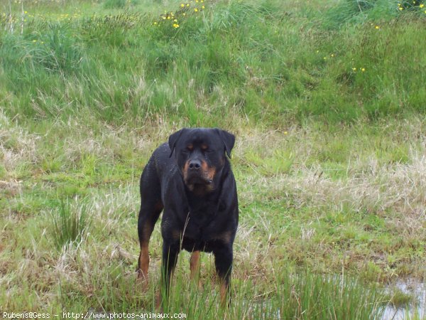 Photo de Rottweiler