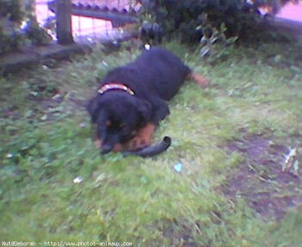 Photo de Rottweiler