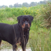 Photo de Rottweiler