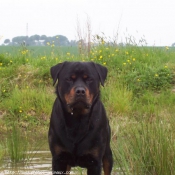 Photo de Rottweiler