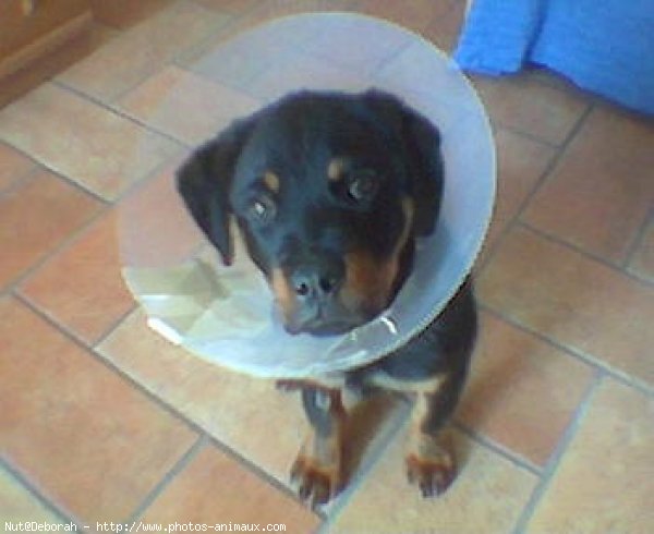 Photo de Rottweiler