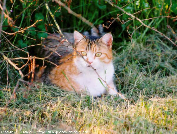 Photo de Chat domestique