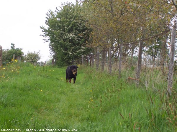 Photo de Rottweiler