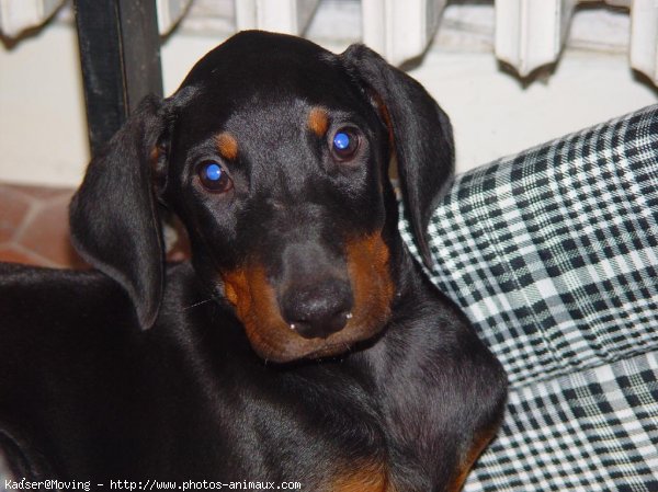 Photo de Dobermann