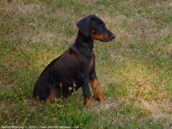 Photo de Dobermann