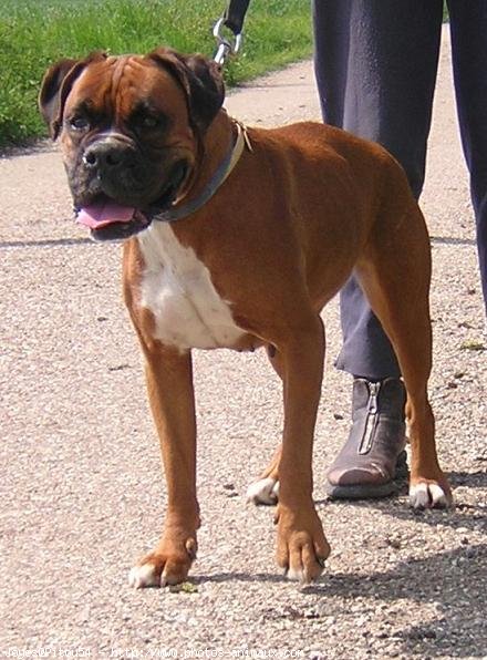 Photo de Boxer