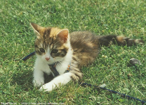 Photo de Chat domestique