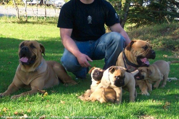 Photo de Bullmastiff