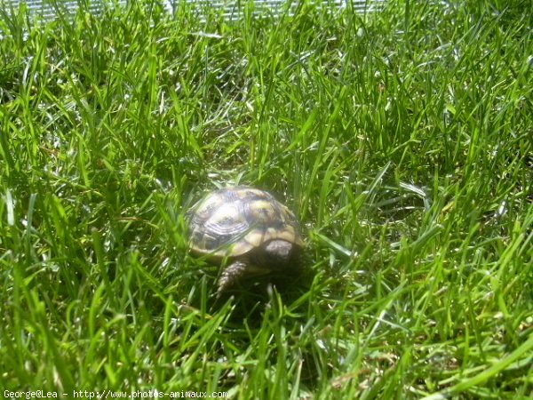 Photo de Tortue