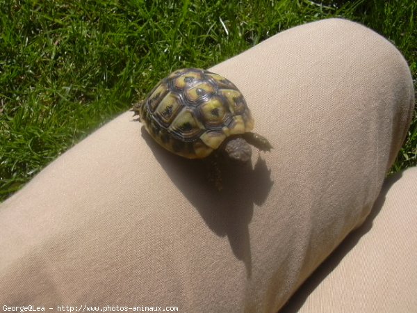 Photo de Tortue