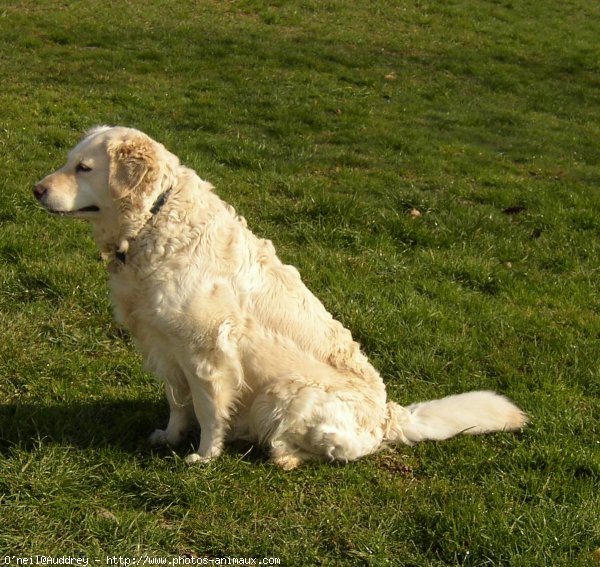 Photo de Golden retriever