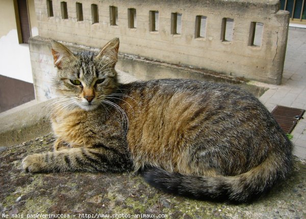 Photo de Chat domestique