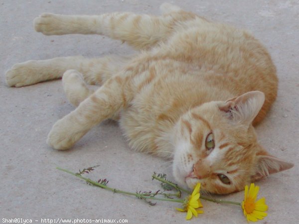 Photo de Chat domestique