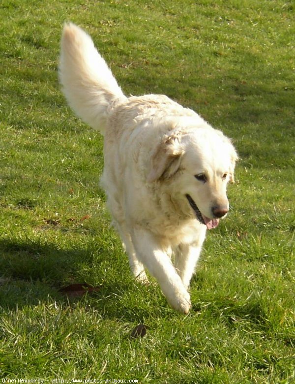 Photo de Golden retriever