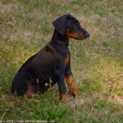 Photo de Dobermann