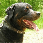 Photo de Rottweiler