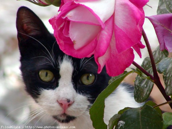 Photo de Chat domestique