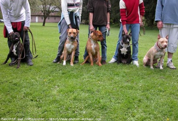 Photo de Races diffrentes