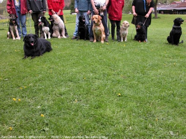 Photo de Races diffrentes