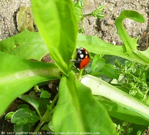 Photo de Coccinelle