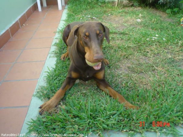 Photo de Dobermann