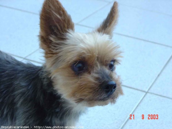 Photo de Yorkshire terrier