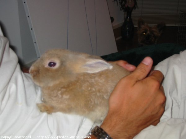 Photo de Lapin