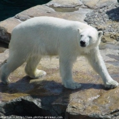 Photo d'Ours