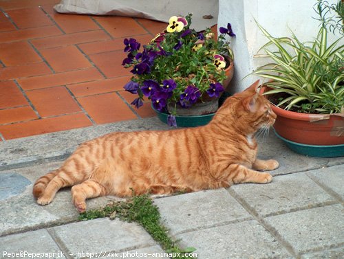 Photo de Chat domestique