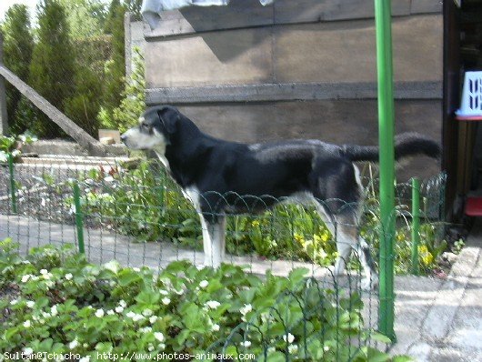 Photo de Husky siberien