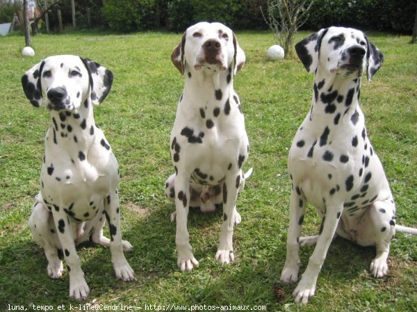 Photo de Dalmatien