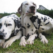 Photo de Dalmatien