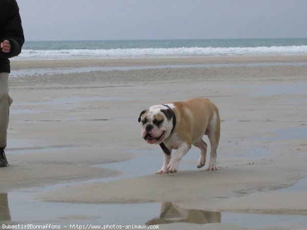 Photo de Bulldog