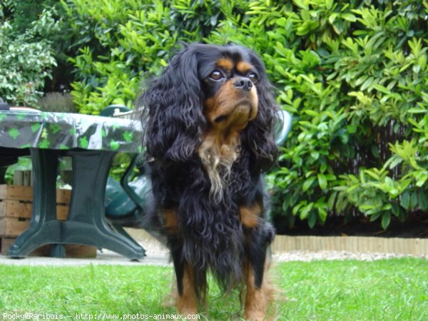 Photo de Cavalier king charles spaniel