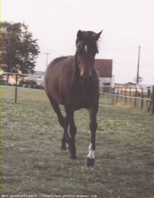 Photo de Poney franais de selle