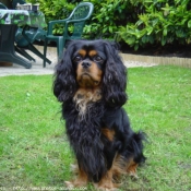 Photo de Cavalier king charles spaniel