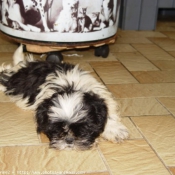 Photo de Shih tzu