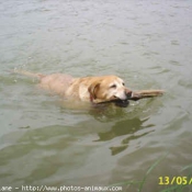 Photo de Labrador retriever